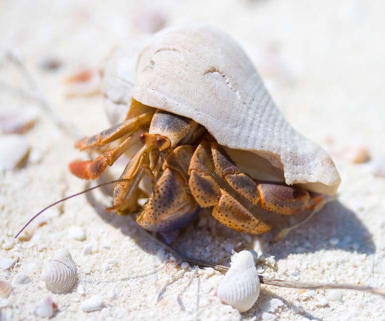 Hermit crab closeup