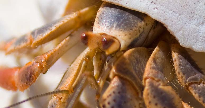 Hermit crab closeup
