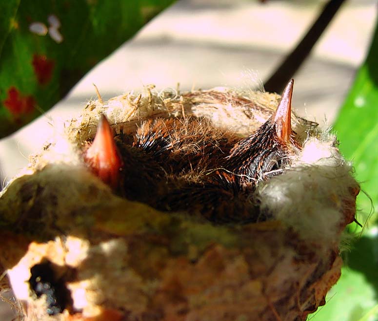Neighbors: A pair of hummingbirds has their nest in the same almond tree from the seating area.