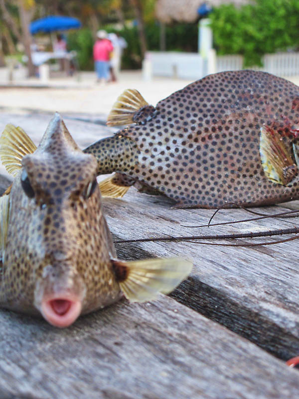 Trunk Fish on the beachside of San Pedro Town, Ambergris Caye