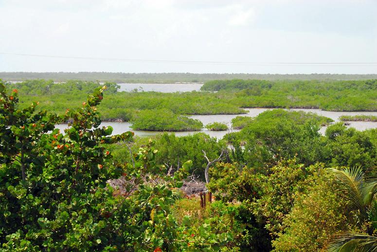 View towards the west on North Ambergris Caye, lagoon