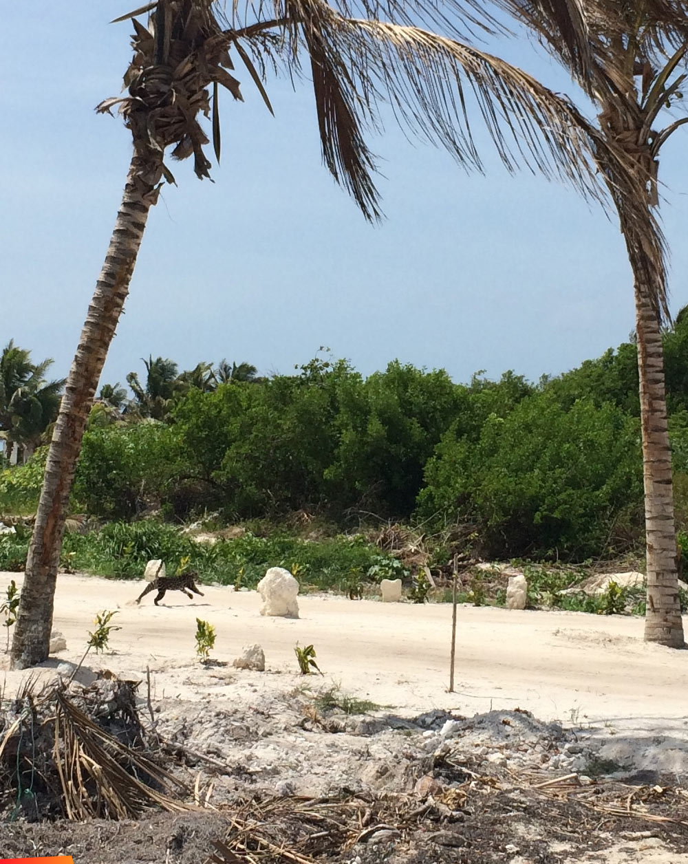 Ocelot running right behind Costa Blu Dive and Beach Resort on Ambergris Caye