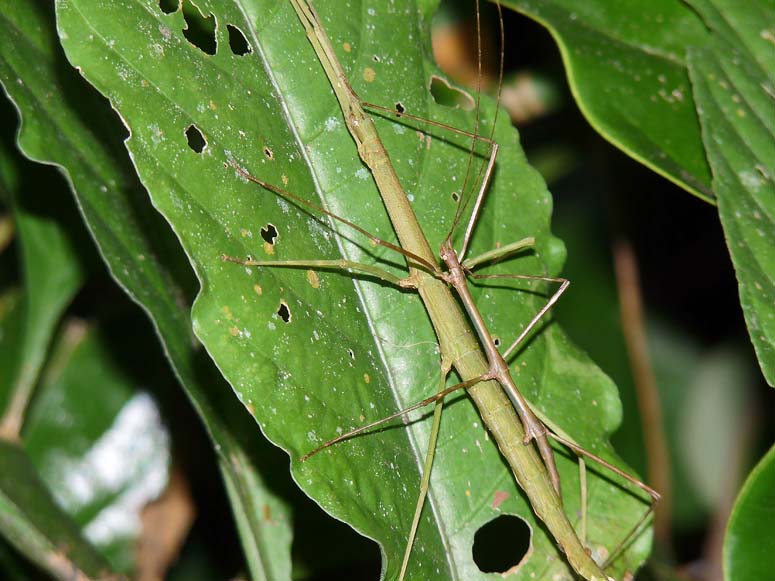 Stickbug or Phasmatodea