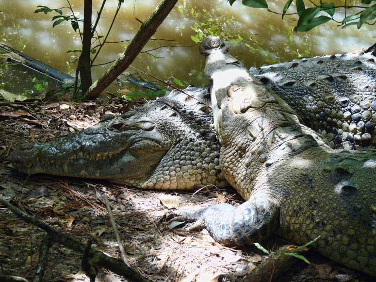 Lazy crocodiles