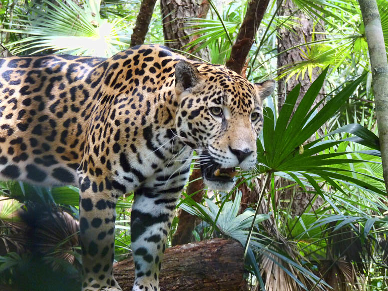Becky Casado serving as tiger bait for Junior the Jaguar at the Belize Zoo