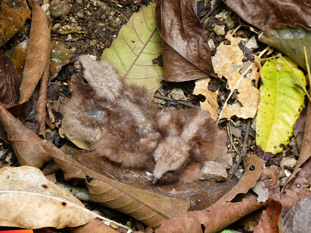 Well camouflaged, recently hatched night hawk chicks at Lubaantun