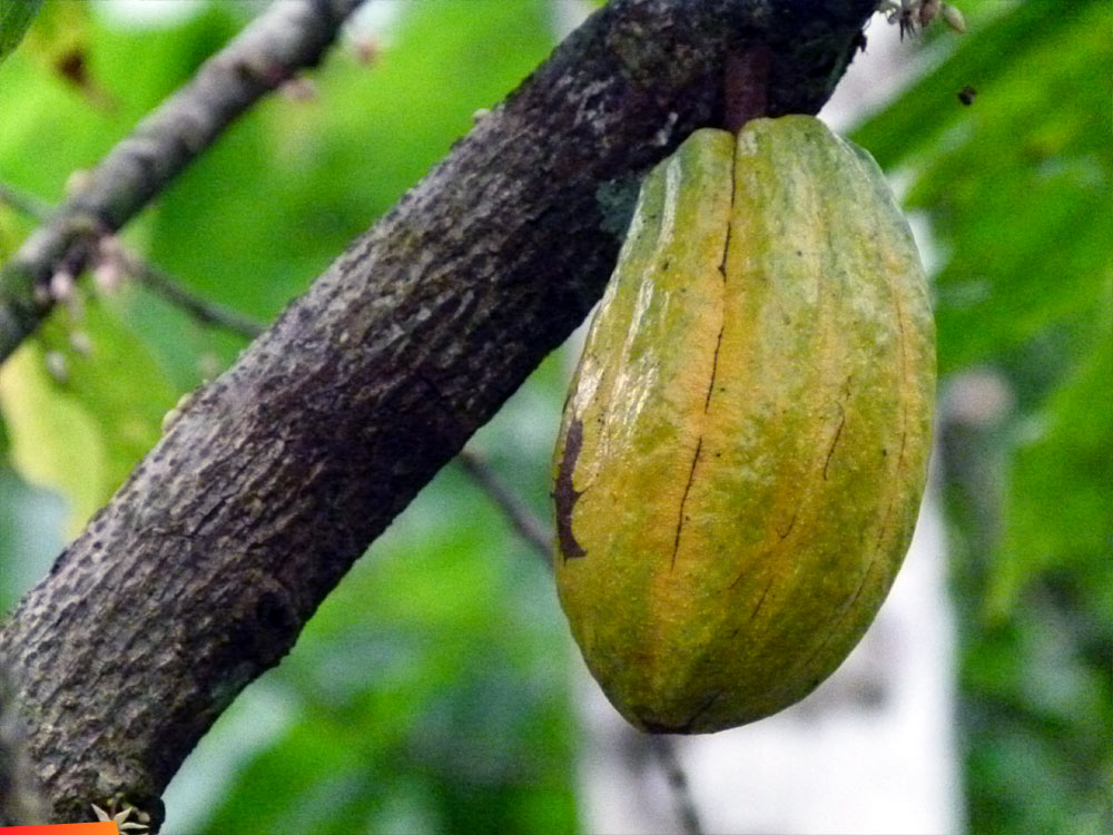 Cacao pods from tree to the mouth... eating the white gooey stuff surrounding the seeds...