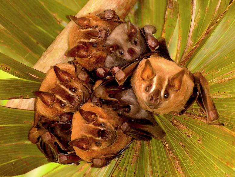 Pygmy Fruit eating bats with babies