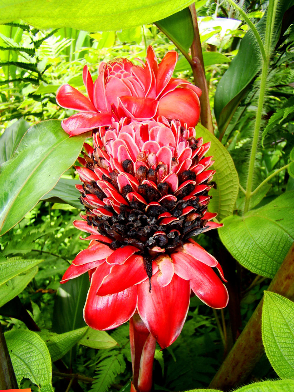 Red Torch Ginger Flower