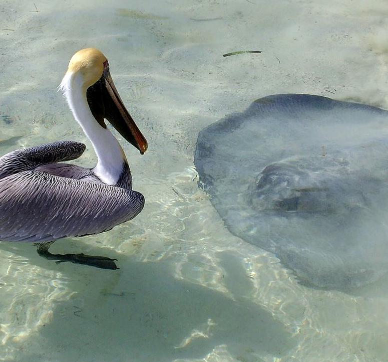 Pelican meets stingray in the shallows