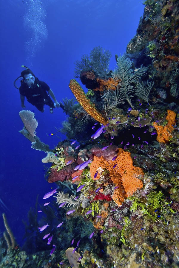 Colorful scuba diving scene