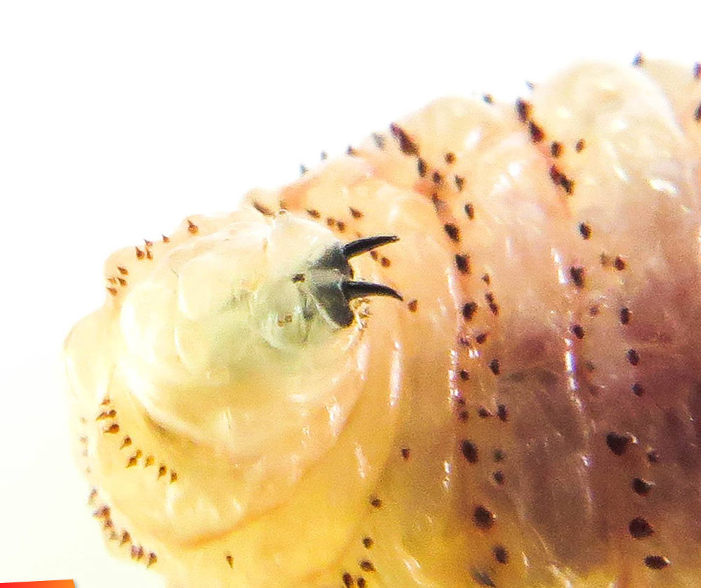 The fangs of a botfly