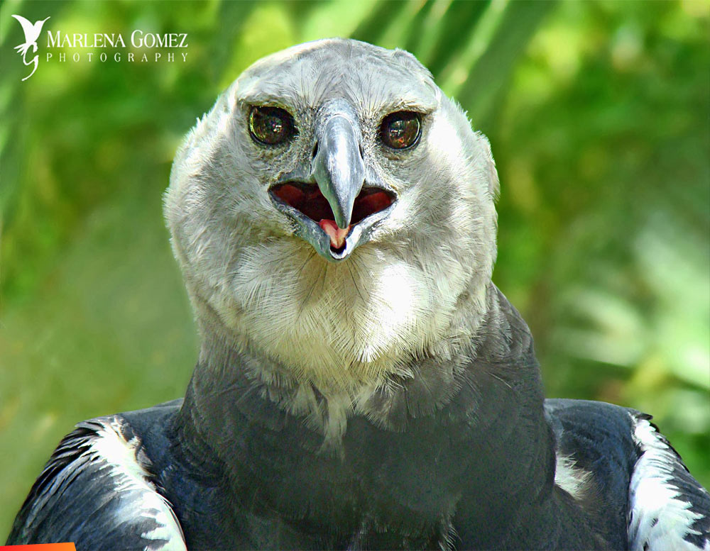 The Magnificent Harpy Eagle at the Belize Zoo
