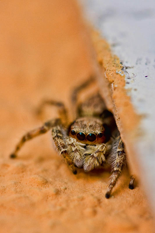 The Eyes Have It- small spider up close and personal