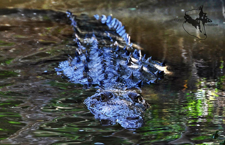 Wild mama croc at ACES near Punta Gorda