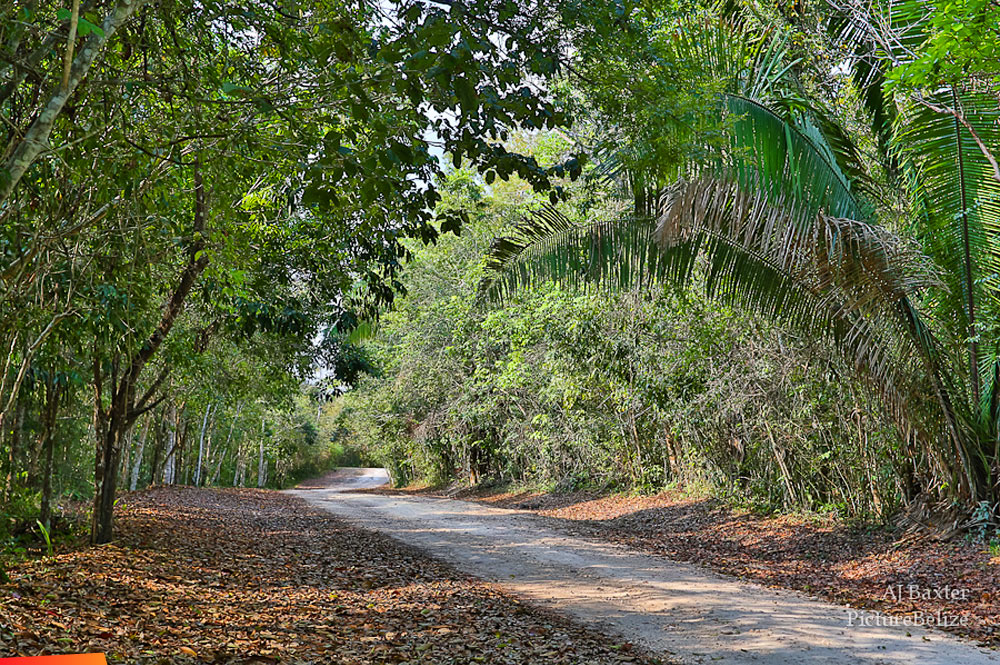 Road to El Pilar, Cayo District, Belize -  Aprit 2013