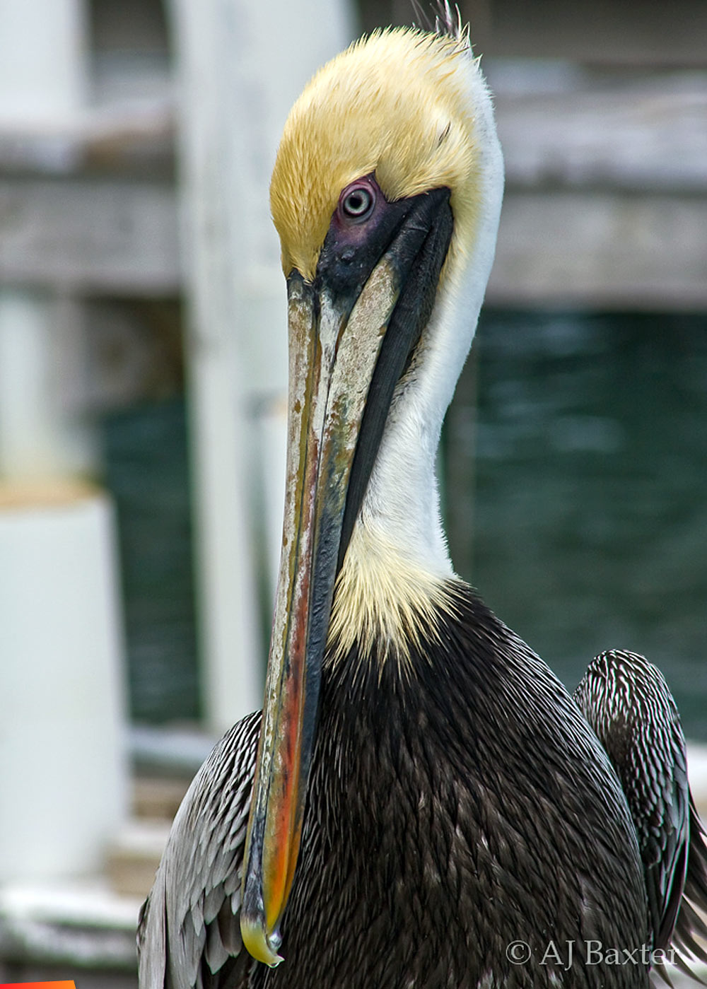 White pelican profile, San Pedro Town