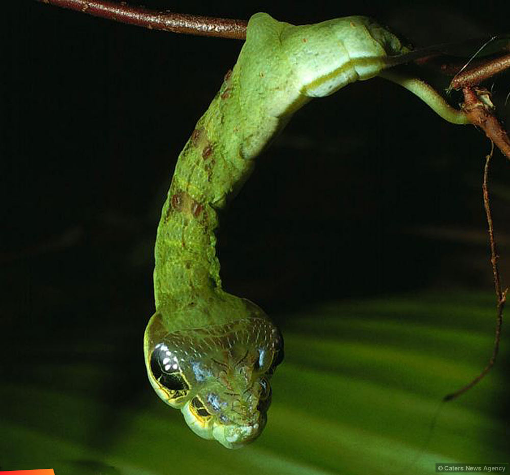 Snake caterpillar