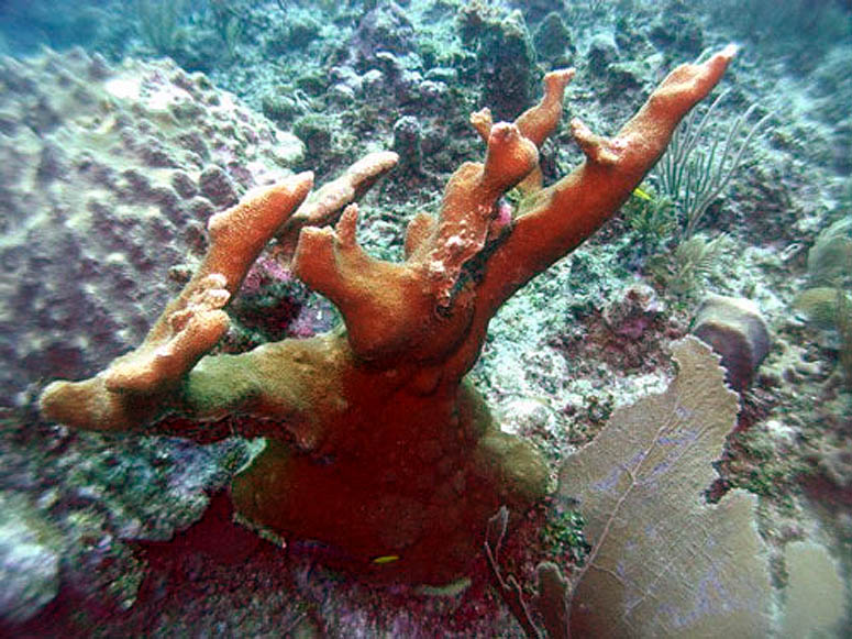 Baby elkhorn coral