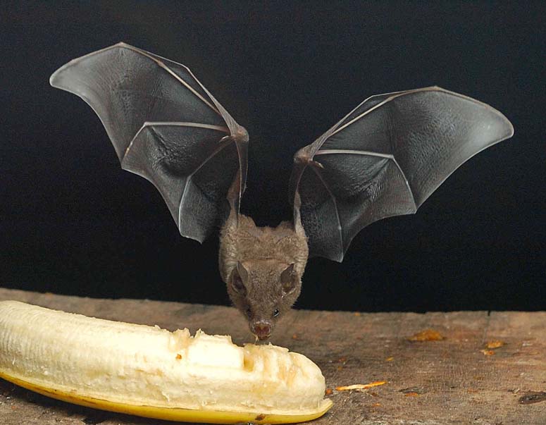Bat eating a banana