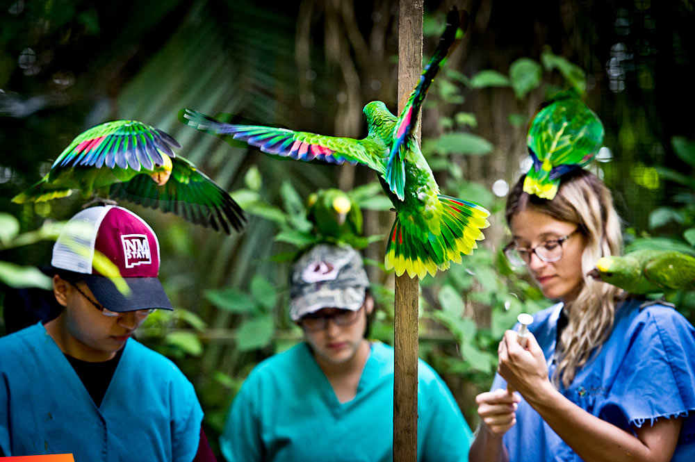 Working with Green Parrots at Belize Bird Rescue