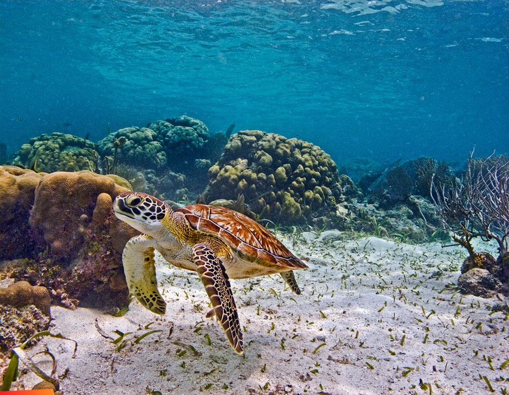 May is mating season for the Loggerhead Turtle on Ambergris Caye