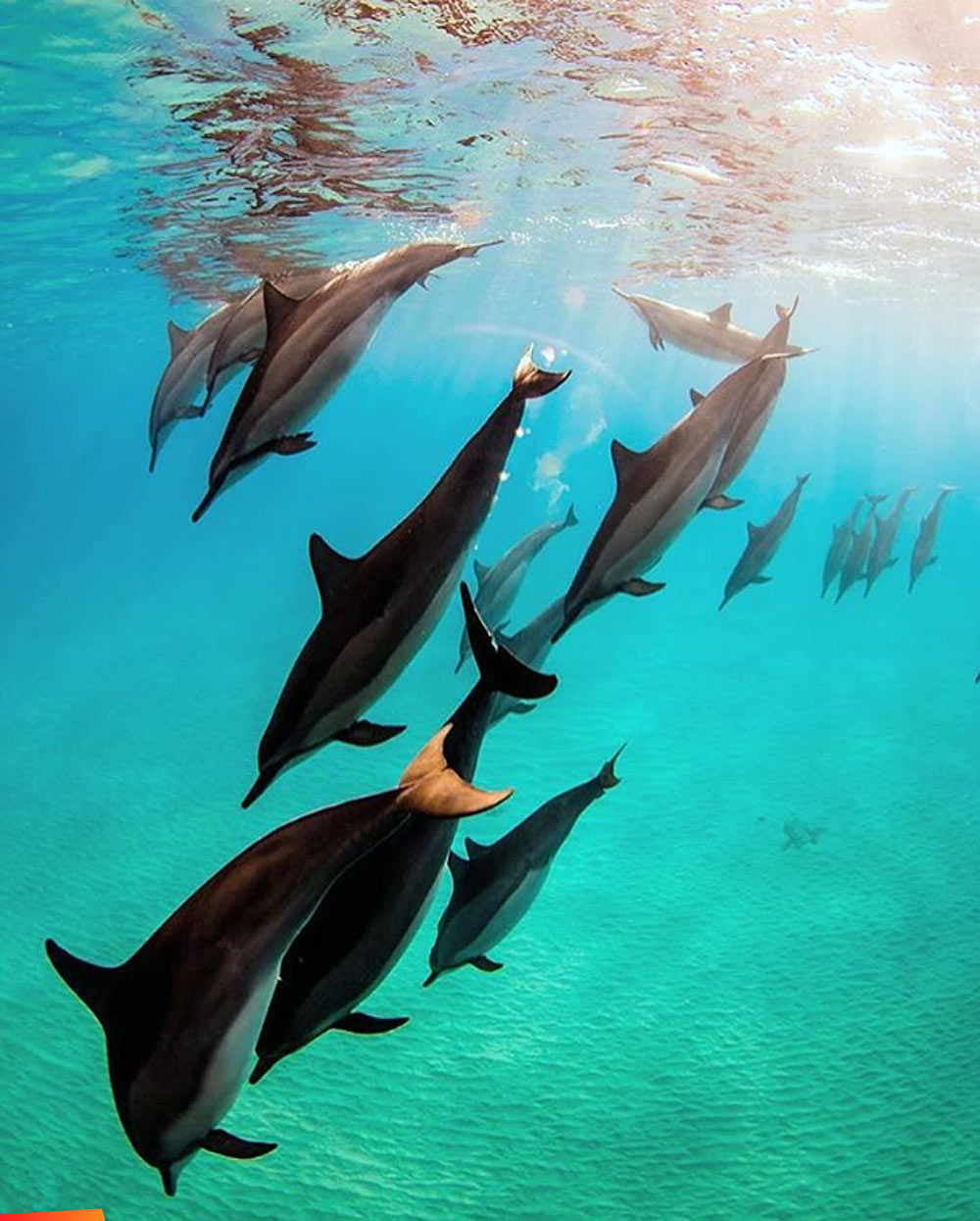 Big group of spinner dolphins