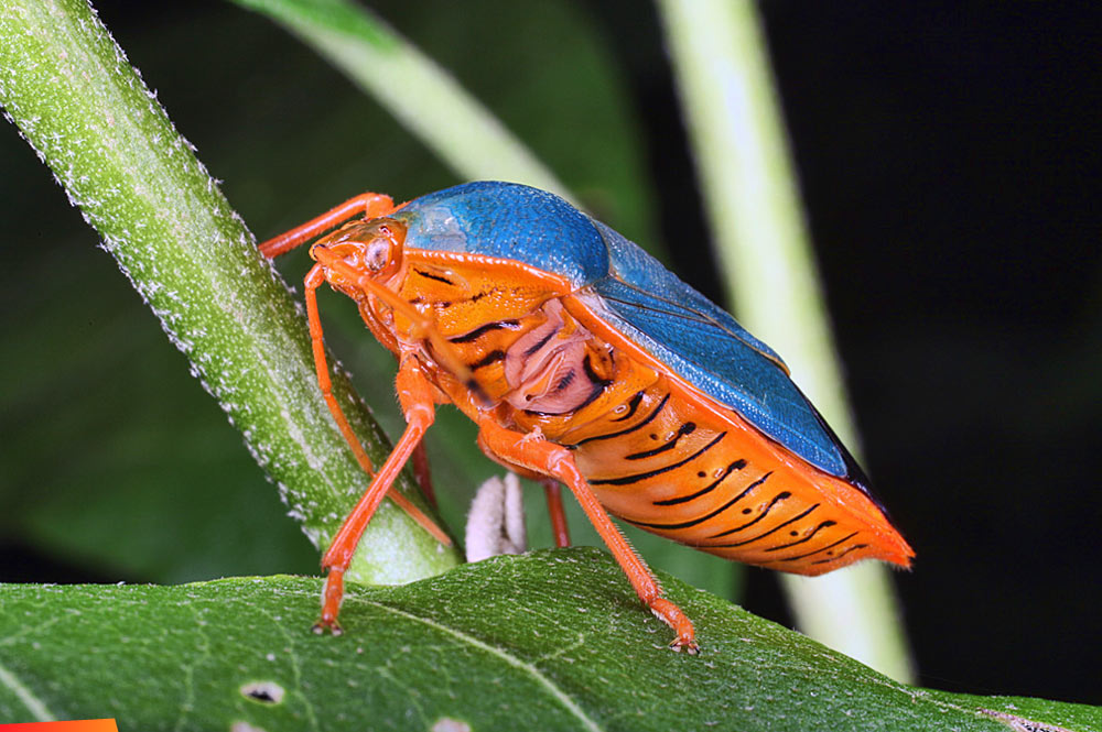 Blue and orange bug