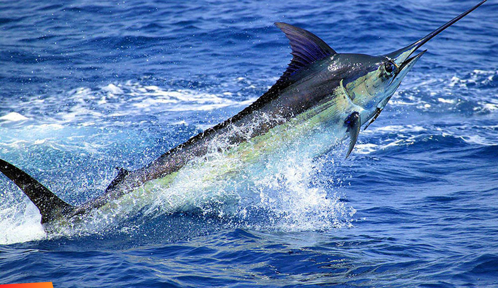 Marlin jumping from the water