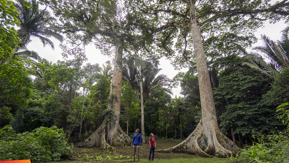 Among tall Ceiba trees at Caracol