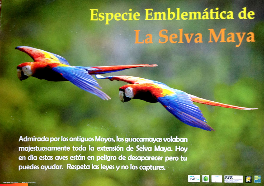 Macaw in the Chiquibul Forest