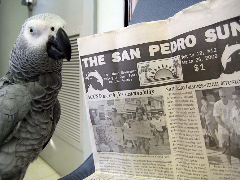 Cleo (African grey) reads the San Pedro Sun