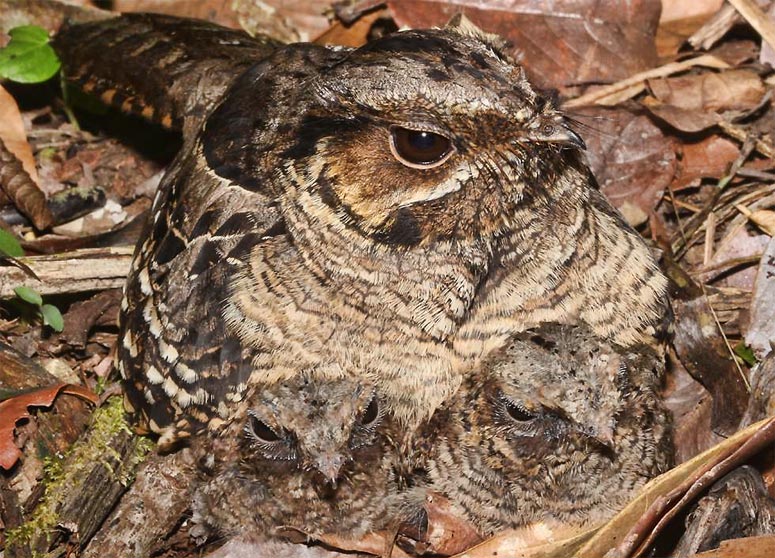 Common pauraque, one of several species of nightjar
