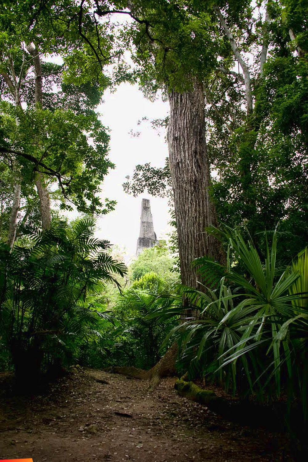 The Ancient City of Tikal