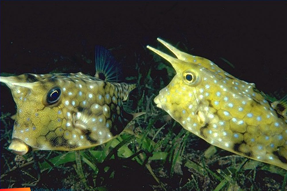The Cowfish, aka Trunkfish or Boxfish