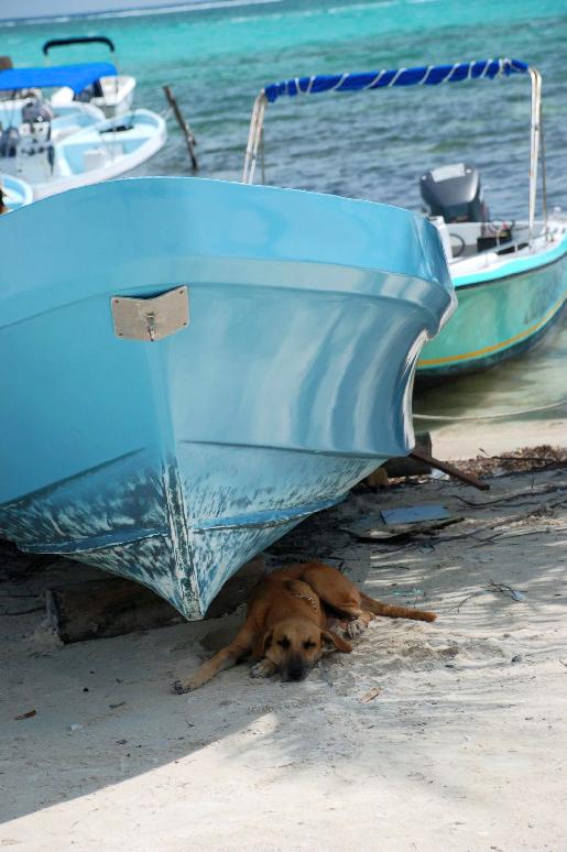 Dog hanging out under the boat