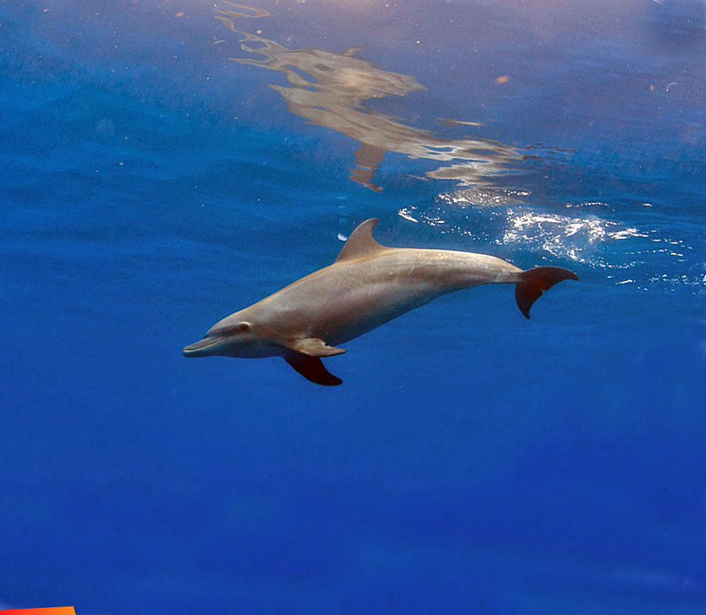 Dolphin swimming near the top of the water