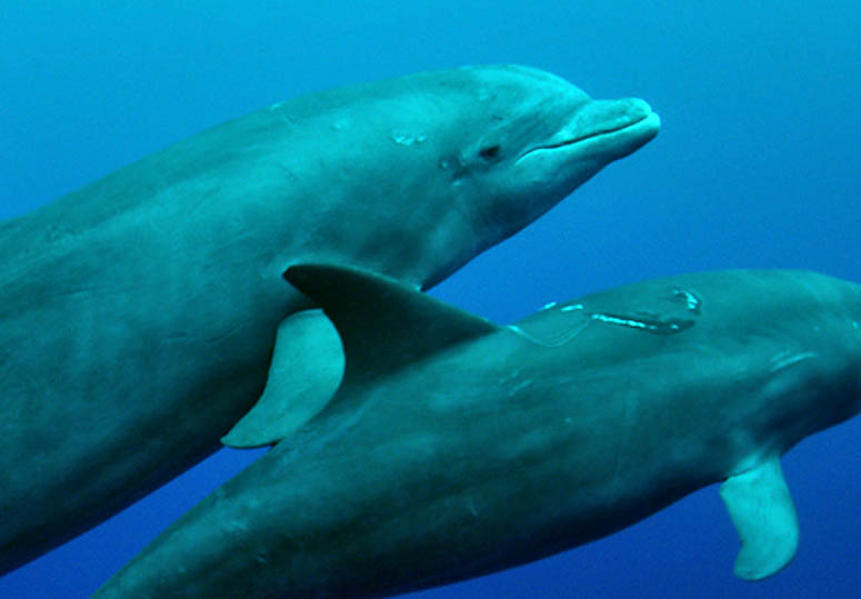 Bottle nosed dolphin, mother and calf