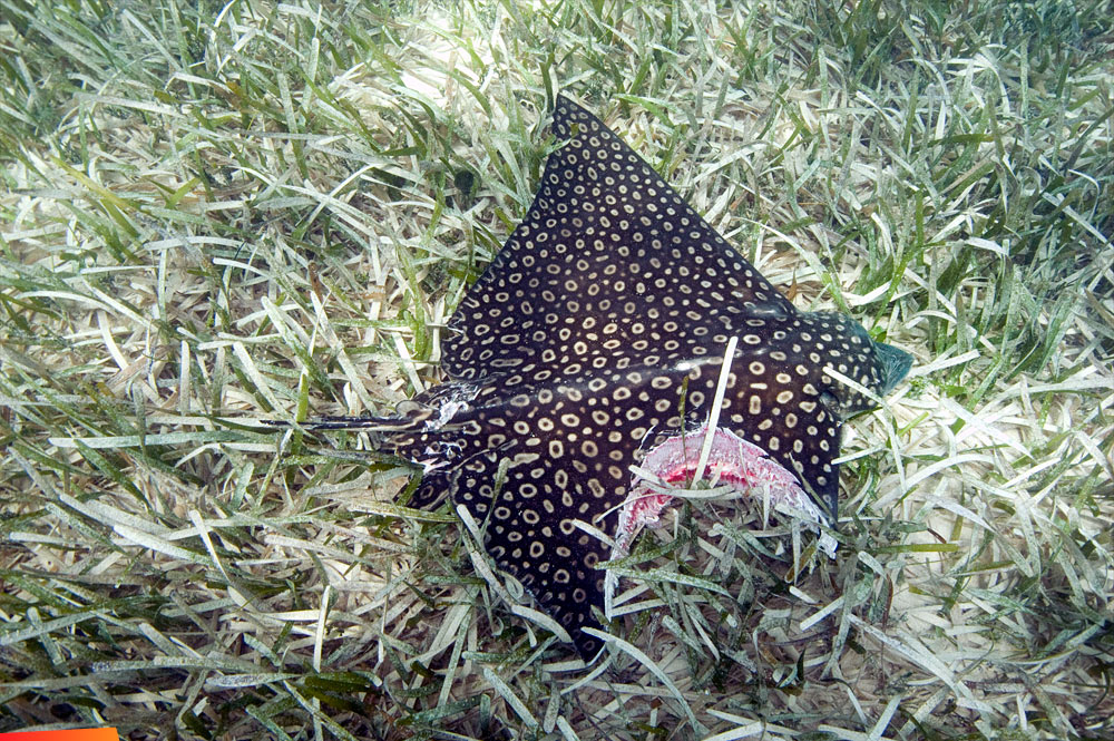 Eagle ray that had a bite taken out of it by a hammerhead shark