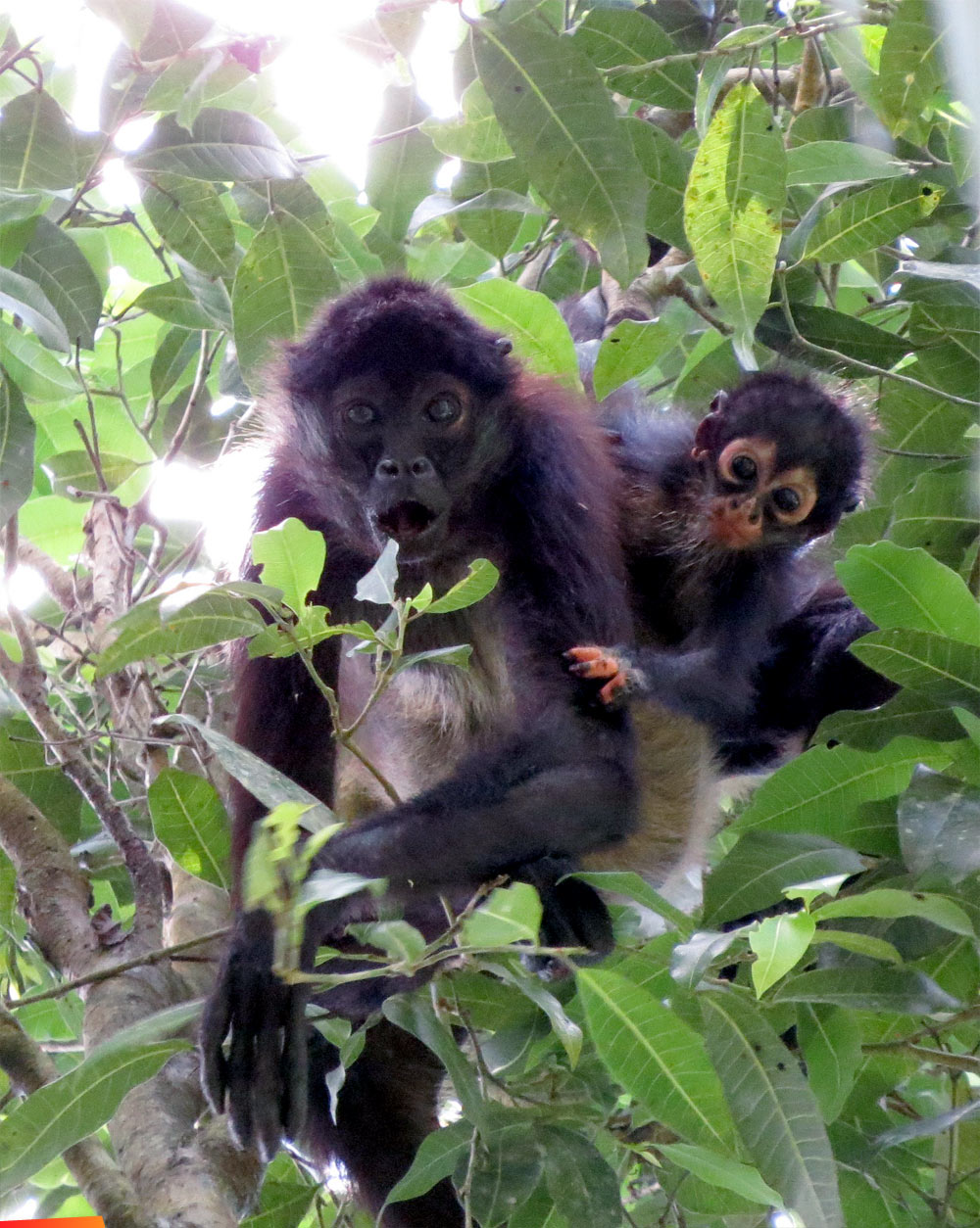 Female spider monkey with her infant foraging on Brosimum alicastrum leaves at Runaway Creek Nature Reserve
