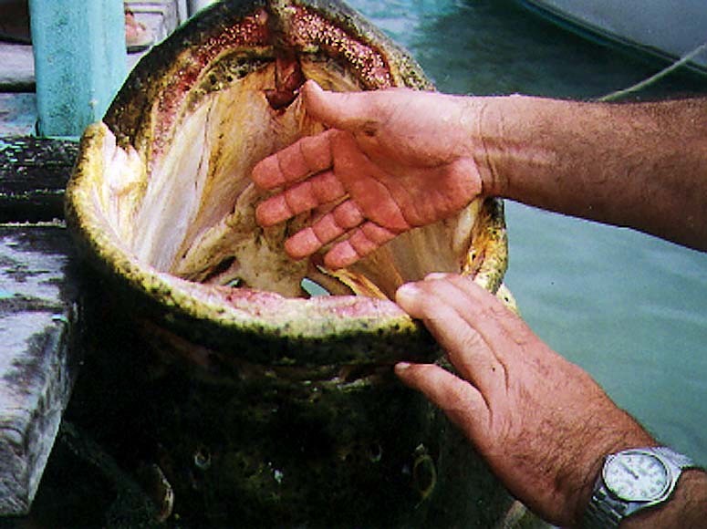 600+ pound jewfish caught in 1994 (or so)