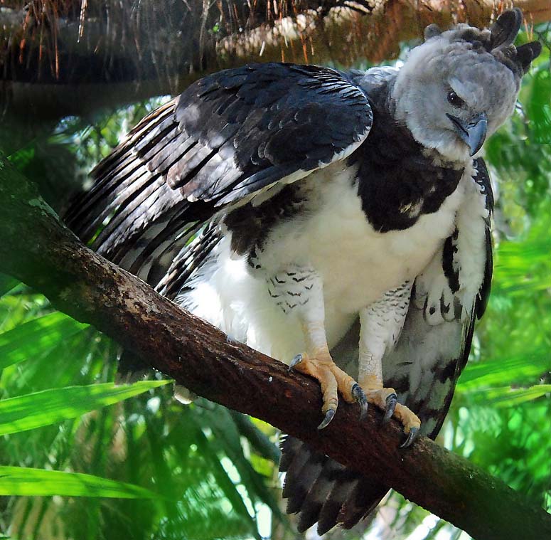 Harpy eagle in the trees