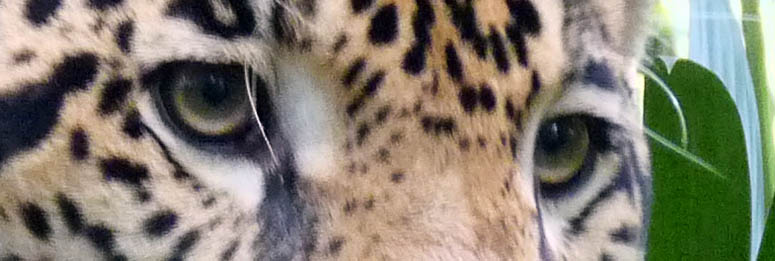 Becky Casado serving as tiger bait for Junior the Jaguar at the Belize Zoo
