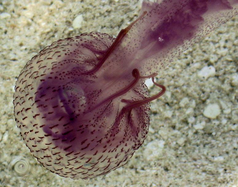 Jellyfish,Warty Moon, Pelagia noctiluca