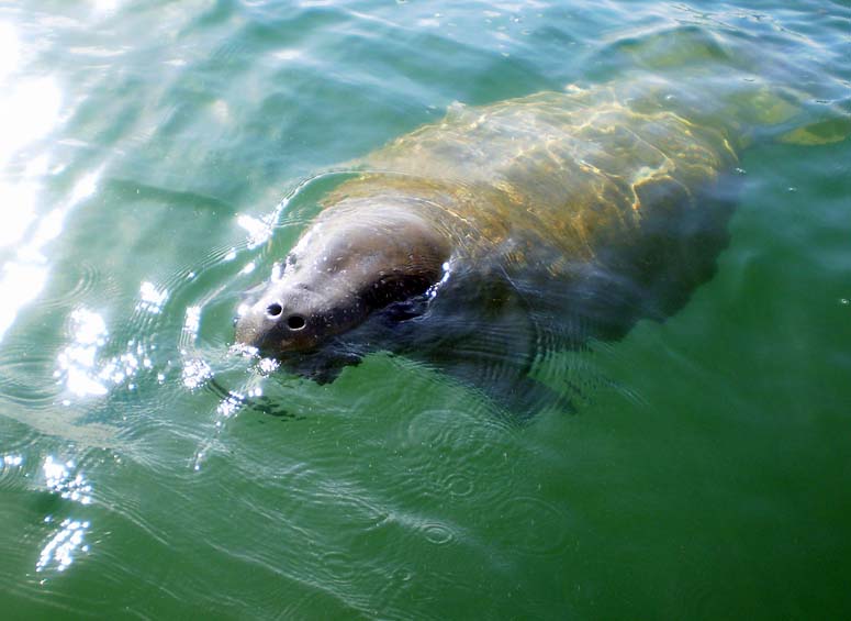 Manatee on the top of the water