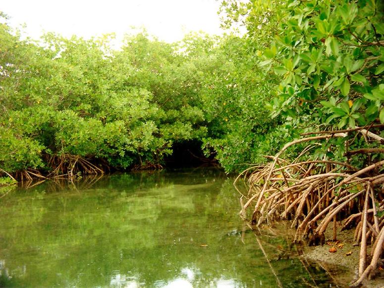 Mangroves on the back side of Ambergris Caye