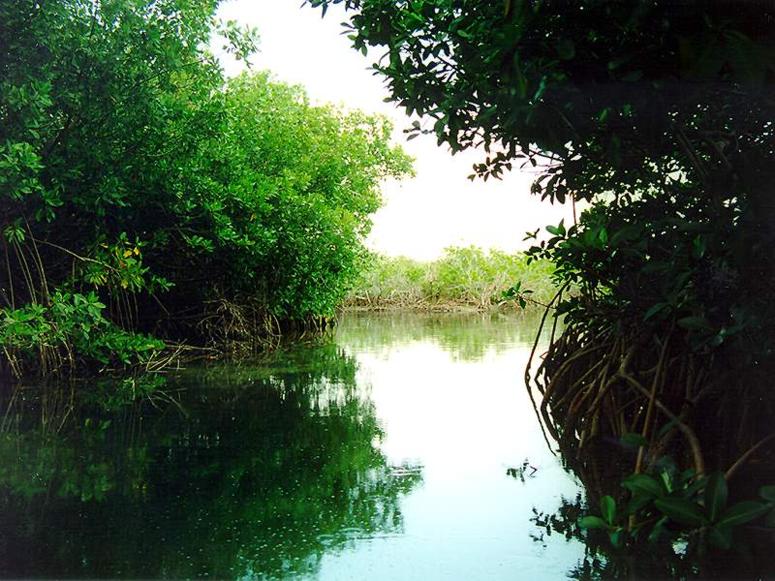 In the mangroves, on the back side of Ambergris Caye