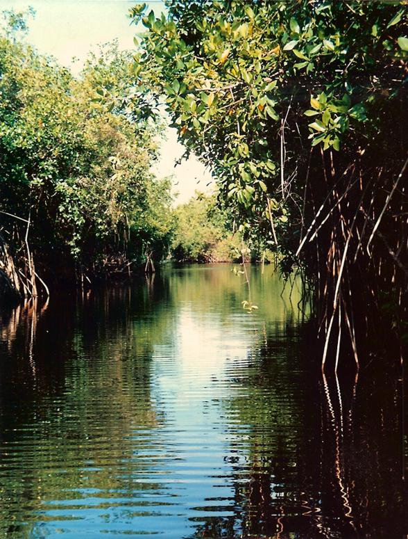 Mangroves on the lagoon side of Ambergris Caye