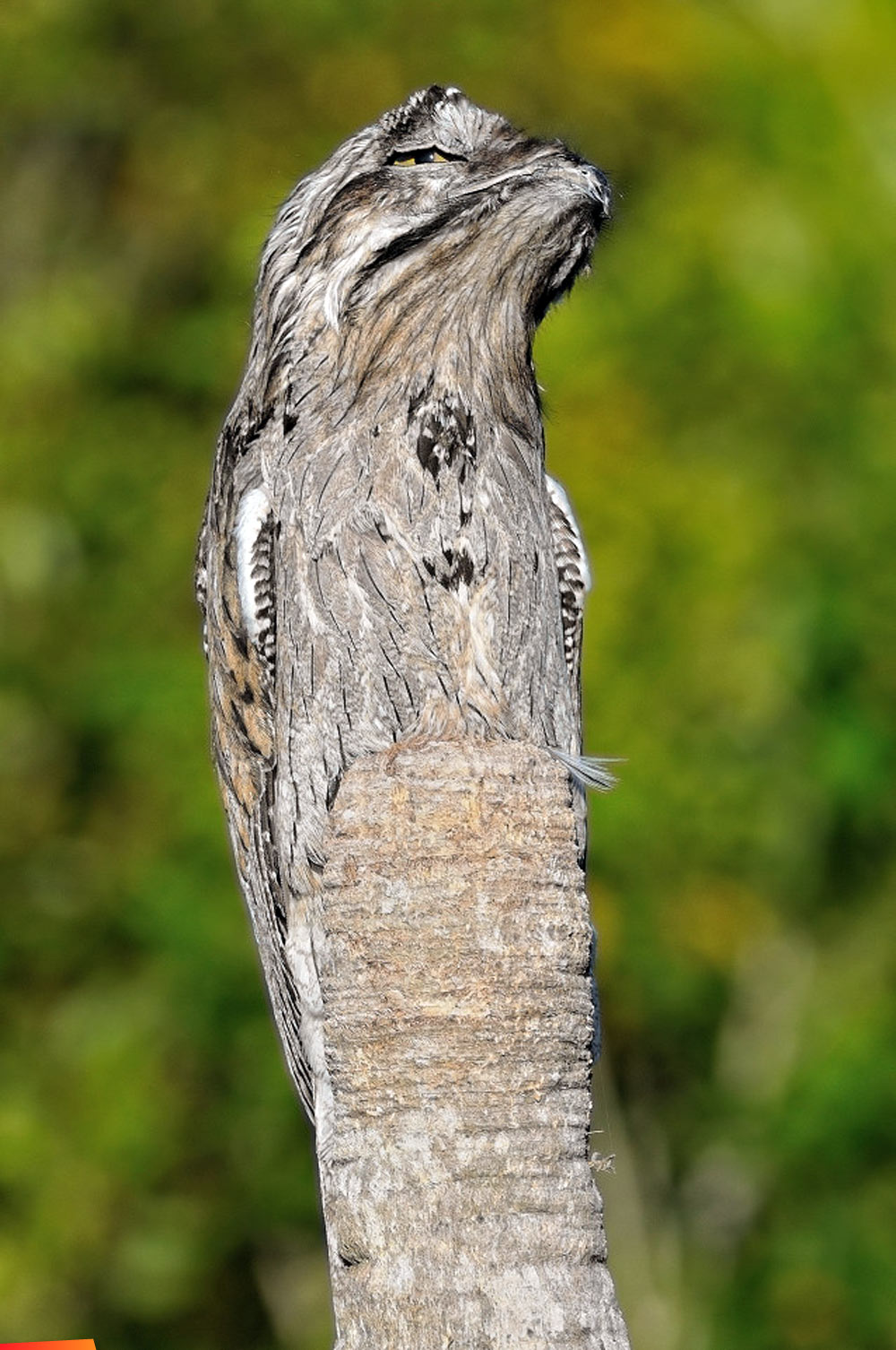 We can see potoo! Bird blends itself in with a tree trunk