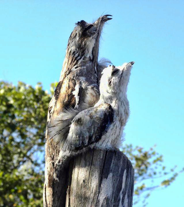 Northern Potoo with a chick